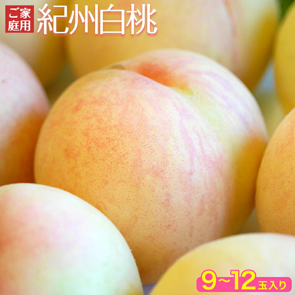 【ふるさと納税】和歌山県紀の川市産 紀州白桃（ご家庭用） 9-12玉入り 株式会社松源《2026年7月中旬-8月上旬頃出荷》和歌山県 紀の川市