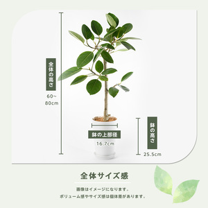 2026年9月上旬～発送【観葉植物】アルテシーマ幹朴60cm～80cm Green Farm M IB075-002 ※北海道・沖縄・離島配送不可