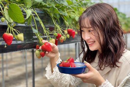 【磯山観光いちご園】いちご狩り30分食べ放題チケット2枚 いちご 苺 イチゴ 体験チケット いちご狩り 果物狩り 体験 イベント 千葉県 東庄町