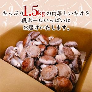 【12月～4月発送】 訳あり 不揃い 生しいたけ 1.5kg 生 しいたけ 常温 配送 シイタケ 椎茸 大ぶり 食べ応え 厚い 肉厚 うまみ 栽培期間中 農薬不使用