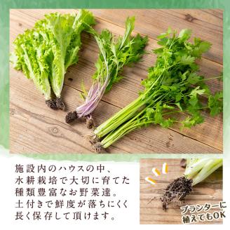 i850 ＜定期便・計12回(連続月)＞ひかりのお野菜(約10束・5～6種) 国産 野菜 やさい 葉物 旬 ほうれん草 水菜 チンゲン菜 小松菜 リーフレタス ルッコラ 水耕栽培 ミックスリーフ 山東