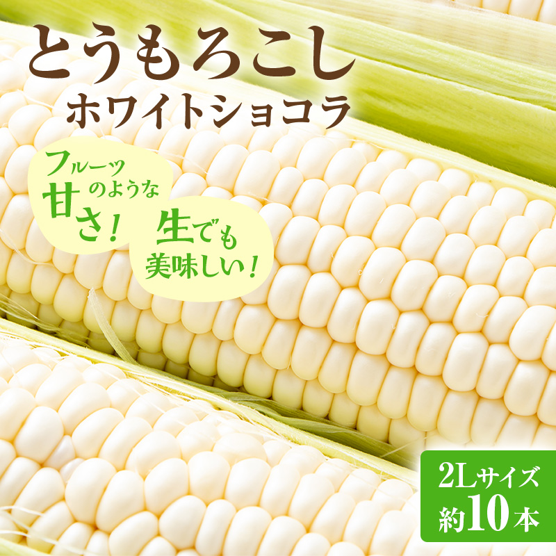 【2026年発送】富良野産 とうもろこし ホワイトコーン 約10本 コーン とうきび トウモロコシ ホワイトショコラ 2Lサイズ 野菜 甘い BBQ 北海道 富良野 ふらの