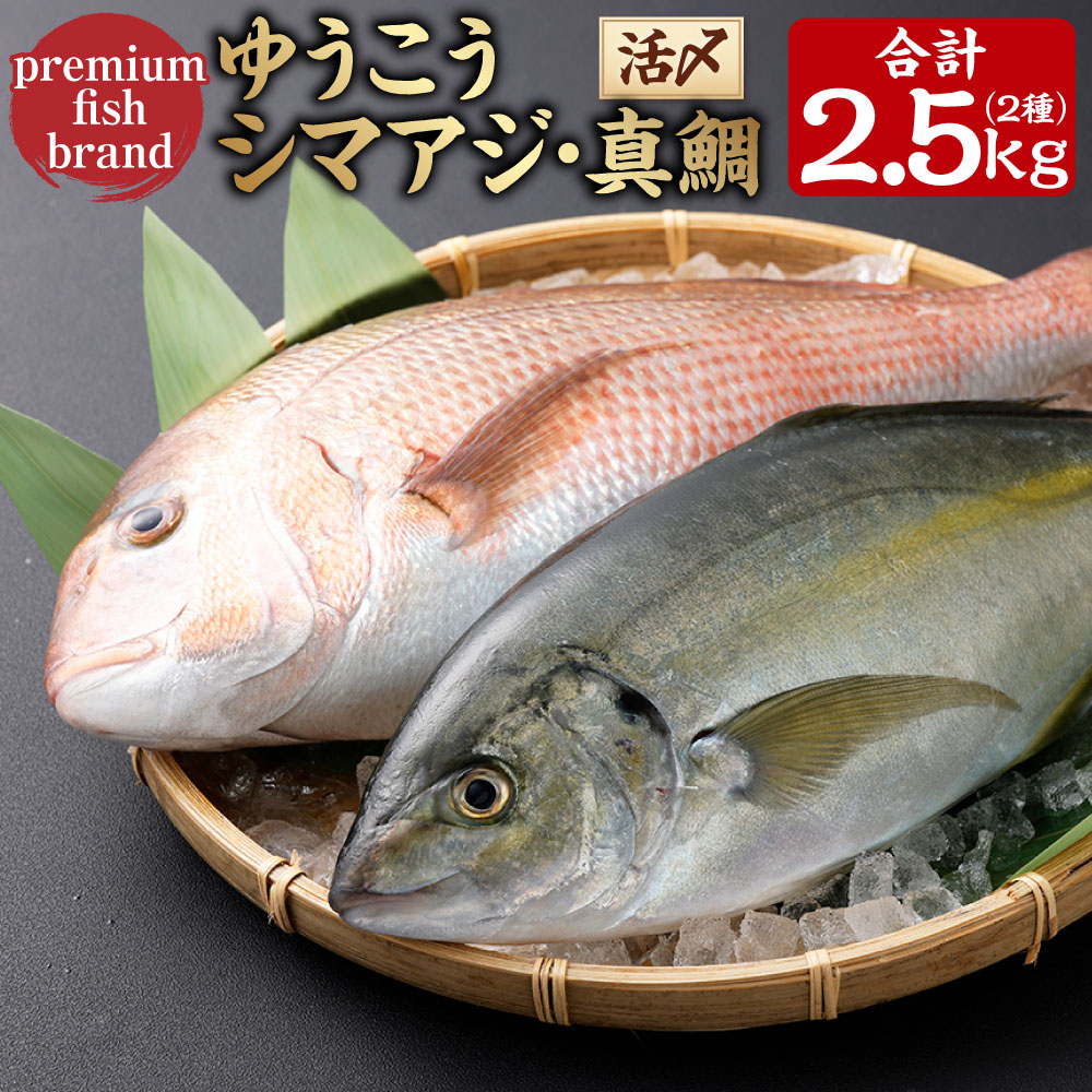 【ふるさと納税】【14営業日以内発送】premiumfishbrand ゆうこうシマアジ (活〆) ×1尾 (約1kg) 、 ゆうこう真鯛 (活〆) ×1尾 (約1.5kg) / シマアジ しまあじ 鯵 アジ あじ 真鯛 真鯛 マダイ まだい 鯛 タイ たい ゆうこう ブランド魚 魚 海鮮 魚介類 海の幸 長崎 冷蔵