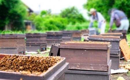 国産天然純はちみつ 370g×2本セット(やまみつ、れんげ)