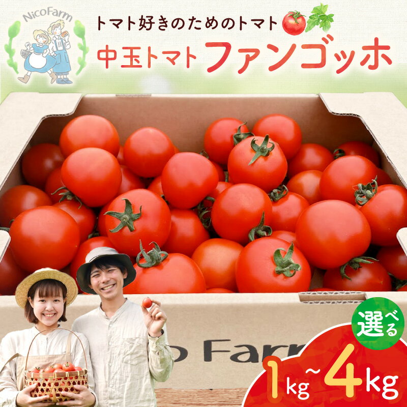 【ふるさと納税】【先行予約：2026年7月下旬頃より発送】【容量が選べる！】NicoFarm ファンゴッホ (中玉トマト) 肉厚トマト 程よい酸味 トマト好き 調理用トマト そのまま食べる 甘みと酸味理 サラダトマト 完熟トマト パスタソース 煮込み料理 北海道 余市町 送料無料