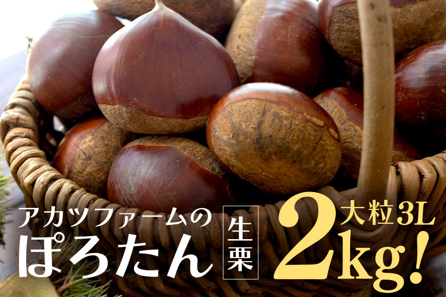 
            アカツファーム の ぽろたん（ 生栗 ） 特大 3Lサイズ 2kg 栗 笠間 くり クリ 大きい 大粒 茨城 国産 国産栗 和栗 甘栗 栗ご飯 栗きんとん 栗おこわ 甘露煮 マロン 秋 旬 おやつ スイーツ きんとん 冷蔵 保存料不使用 無添加 ギフト 茨城県 笠間市
          
