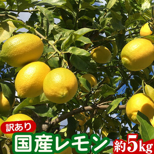 【ふるさと納税】訳あり国産レモン 約5kg アトランティスファーム《11月上旬-3月中旬頃出荷》和歌山県 紀の川市 フルーツ 果物 柑橘