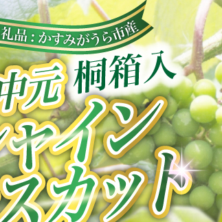 【お中元 熨斗付】 シャインマスカット 桐箱入り 1房 ＜2026年8月より順次発送予定＞ (県内共通返礼品:かすみがうら市産) 先行予約 ギフト 贈答 ぶどう ブドウ 葡萄 フルーツ 茨城 新鮮 (BR109)