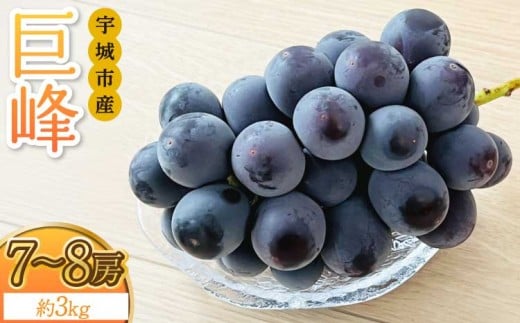
            巨峰 約3kg 7～8房 【8月上旬～8月下旬発送予定】  きょほう 葡萄 ぶどう みのだ観光農園 熊本県 宇城市産
          