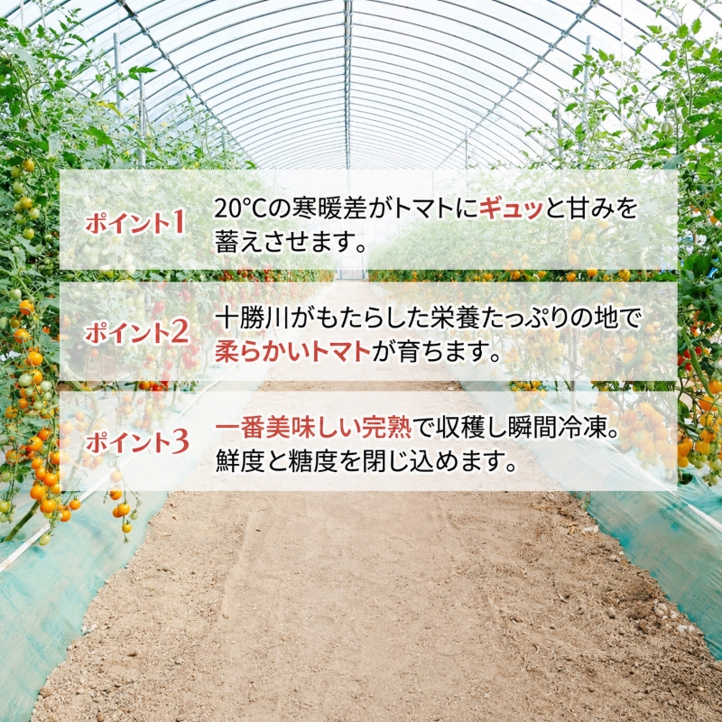 【先行予約】糖度平均9～10度！十勝 幕別産 ミニトマトジュ