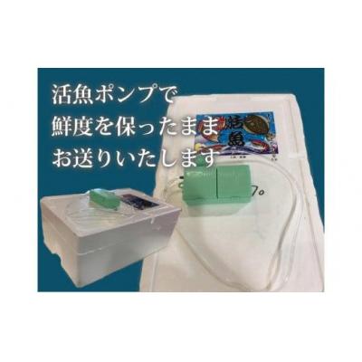 ふるさと納税 鳥取市 特選とっとり松葉ガニ「五輝星(いつきぼし)」【山根商店】 |  | 01