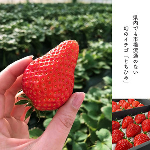 【2027年先行予約】幻のプレミアムいちご とちひめ 約1.2kg