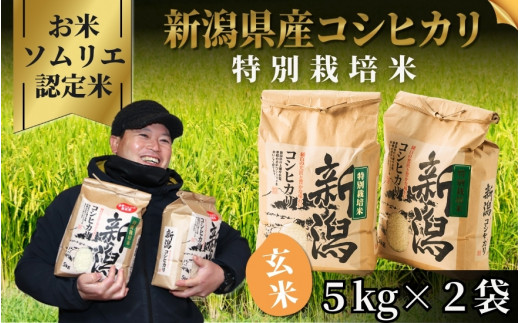 【先行予約】令和8年産 コシヒカリ 特別栽培米 玄米 10kg（5kg×2袋）お米ソムリエのお米 五泉市四ヶ村産 | 新潟産コシヒカリ 新潟県産コシヒカリ 新潟県産こしひかり 米 お米 こしひかり 玄米 ブランド米 新潟県 五泉市 エバーグリーン農場