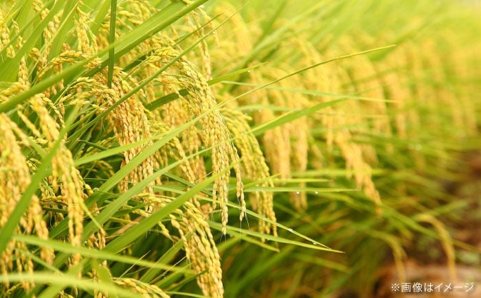 米 白米 こめ おこめ ごはん プレミアム ブランド つや姫 島根県 雲南市