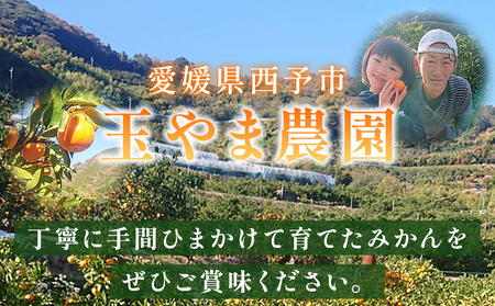 【先行予約】＜温州みかん 約5kg 数量限定 産地直送 贈答品＞ 5キロ みかん ミカン うんしゅうみかん ウンシュウミカン 蜜柑 柑橘 フルーツ 果物 果実 くだもの 特産品 旬 玉やま農園 愛媛県