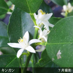 訳あり＜すだ農園＞3年生 苗木◇柑橘類 キンカン(金柑)[スリットポット苗 2021年]　※北海道、沖縄、離島への配送不可