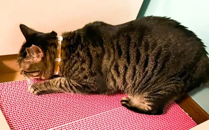 ペット カラフルな猫の爪とぎ 2個入り ペット BLBL001