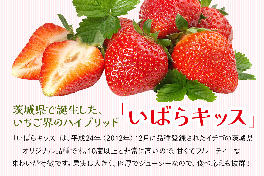 いばらキッス1セット（大粒9～12粒） いちご イチゴ 苺 旬 フルーツ 青果 果物 デザート 茨城 冷蔵 【たつのくち農園】【ho1464】