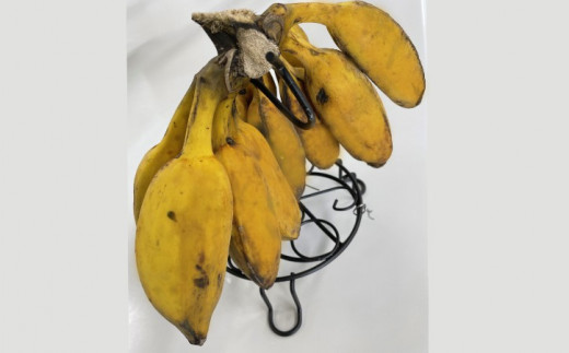 種子島 産 園田 バナナ園 の アイス クリーム バナナ 2房　NFN493【450pt】