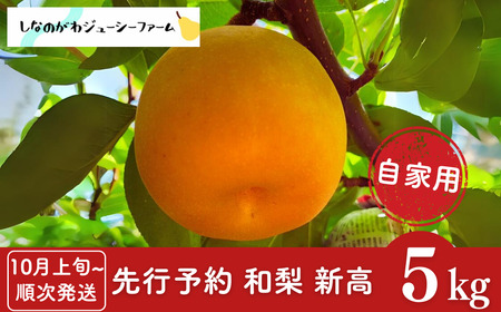先行予約 和梨 新高 自家用 約5kg [10月上旬から発送予定] 新潟県 三条市産 梨 [しなのがわジューシーファーム]【010S491】