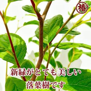 シャラノキ【別名：夏椿・ナツツバキ】 18cmポット（6号鉢）