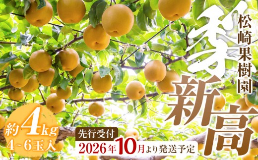 
                  【2026年発送／先行予約】梨「新高」約4kg（4～6玉入）【松崎果樹園】
                