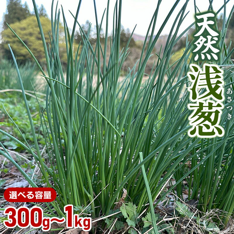 【ふるさと納税】【令和8年産先行予約】天然 浅葱（あさつき）　選べる容量 300g・1kg　山菜 わかば屋