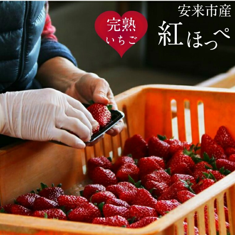 いちご 紅ほっぺ 2パックセット［島根県安来産　完熟いちご］【 先行予約 受付 完熟 苺 イチゴ 島根県産 甘い 人気 特産品 高級 フルーツ デザート 】