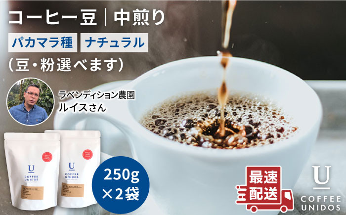 
中煎り コーヒー 豆 250g × 2袋 （ 豆 ・ 粉 選べます ） ニカラグア産 ラベンディション農園 パカマラ種 ナチュラル 《糸島》 【COFFEE UNIDOS】 [AQF001]
