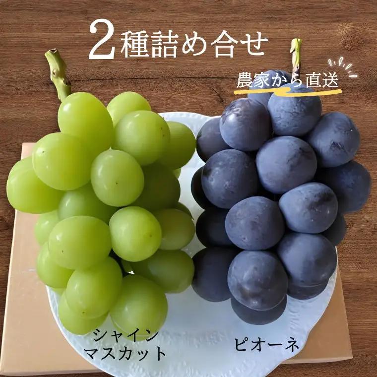 ぶどう2種（シャインマスカット／ピオーネ） 贈答 約1.8kg　長野県松川町産 [KG10] //産地直送 ブドウ 果物 フルーツ 期間限定