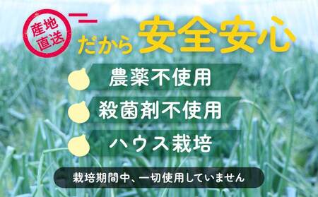 新玉ねぎ 約10kg  訳あり 玉ねぎ たまねぎ 国産 野菜 春野菜 無農薬 サイズ混合 産地直送 産直 数量限定 季節限定【2026年2月中旬～3月上旬発送】【木戸口菜園】