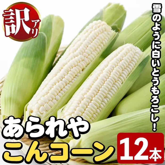 ＜先行予約受付中！2026年6月中旬以降順次発送予定＞訳あり！白いとうもろこし「あられやこんコーン」(12本) 国産 トウモロコシ 玉蜀黍 ホワイト コーン 野菜 糖度 夏 イネ科 数量限定 期間限定 訳アリ 旬 【うとさんち】akn067-05