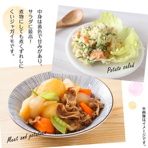 【 2026年2月お届け 】 人気 の 赤い ジャガイモ てれやさん 乳酸菌育ち ！！ C036-001-02 じゃがいも 野菜