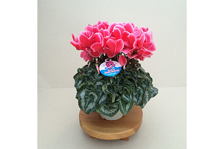 【先行予約】シクラメン リップスオレンジ 5号鉢 花ギフト 根本園芸 | 福島県 南相馬市 農林水産大臣賞