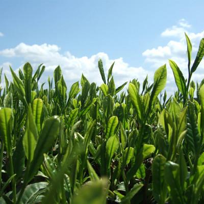 ふるさと納税 牛久市 牛久市産 お茶の詰め合わせ 5種類 |  | 02