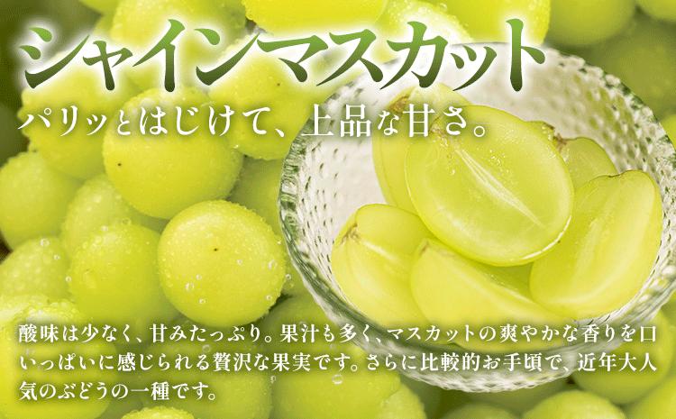 【定期便】旬のフルーツ定期便 岡山のﾌﾙｰﾂ 定期便 Aコース 4回定期便 岡山県産 桃 シャインマスカット ニューピオーネ 梨 《7月上旬-12月末頃出荷》岡山県 笠岡市 フルーツ 旬 果物 ぶどう