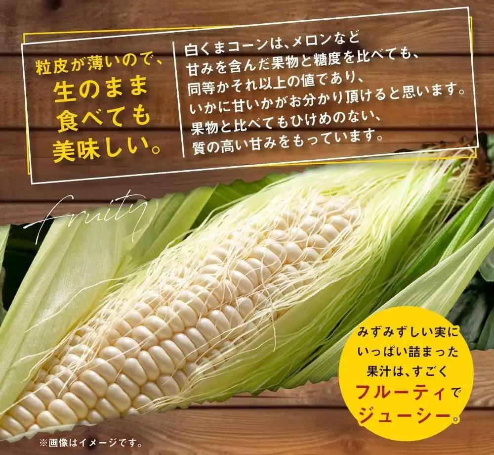 高評価★5.0【先行予約】あさひやま動物園しろくまコーン4kg(ホワイトレディ10本)2026年8月下旬から発送開始 | とうもろこし とうもろこし 北海道 限定 _00308