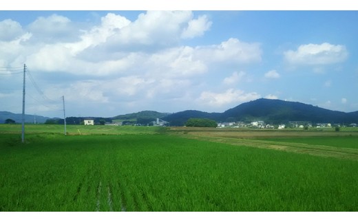 《 令和8年産 》 桜川市産 こしひかり 5kg 新米 先行予約 茨城県 桜川市 米 お米 白米 コメ ごはん 精米 コシヒカリ 国産 限定 銘柄米 [SC051sa]