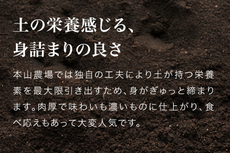 【令和8年産予約受付】玉ねぎ 5kg 北海道産玉ねぎ 本山農場