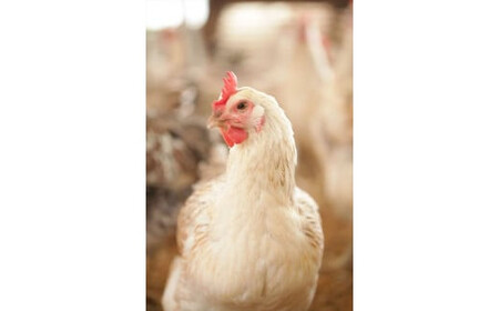 33-D 【6か月定期便】会津地鶏の卵 生卵 30個、会津地鶏のくん製玉子 8個セット ※沖縄・離島への配送不可