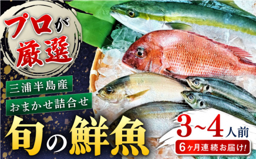 【全6回定期便】旬のおまかせ 厳選鮮魚セット 3～4人前(2～3魚種) 三浦半島産 旬の鮮魚 詰め合わせ セット プロが厳選  横須賀 鮮度抜群 海の幸 生魚 定期 海鮮 魚介 獲れたて【長井水産株式会社】 [AKAJ016]