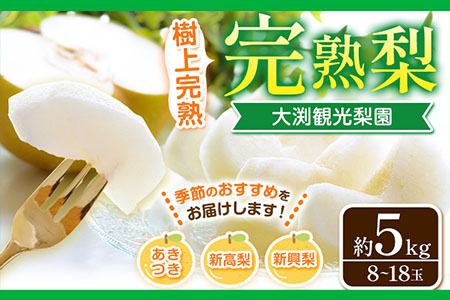 梨 完熟梨 ( あきづき 新高梨 新興梨 のいずれか) 約 5kg (8～18玉) フルーツ 果物 旬 熊本県長洲町産 大渕観光梨園 《9月上旬-12月中旬頃出荷》フルーツ 梨 なし---sn_obcns_ae912_r7_14500_5kg---