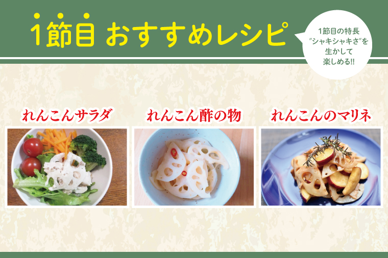 【洗い】「横瀬農園のれんこん」 約２kg（２本入）/ 農家直送 レンコン れんこん 茨城県産 野菜 根菜 行方市産  新鮮 栄養豊富 生産量 日本一(HB-5)