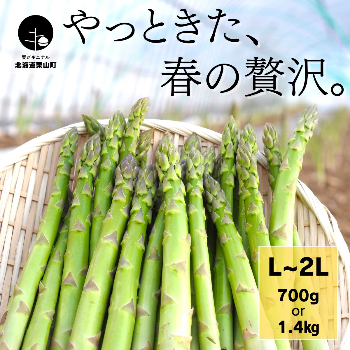 【ふるさと納税】北海道産「春一番！グリーンアスパラガス」L～2Lサイズ以上《700g・1.4kg》