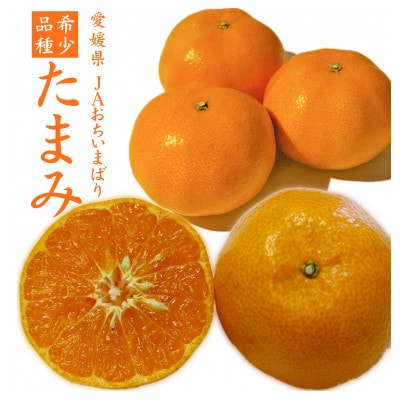 
            ＜先行受付＞たまみ　L～Sサイズ　2.5kg　愛媛県　JAおちいまばり【1439148】
          