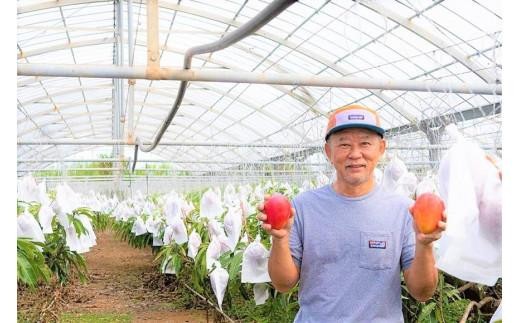 【2026年夏発送】＜贈答用＞インカジ・トゥ・パリ マンゴー 完熟マンゴー 約1kg（2玉～3玉)＜潮風の里＞(HA002)