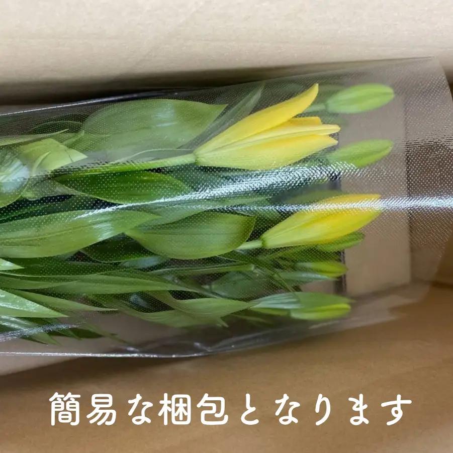 花・ゆり／京都・京丹後すかしユリ　色お任せ10本（30～35輪）（2026年9月下旬～発送）ユリ切花・ユリ花束