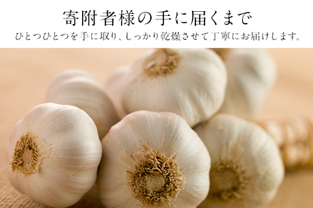 『上田農園』のにんにく約500g 熊本県玉名郡玉東町『上田農園』にんにく《7月上旬-9月中旬頃出荷》