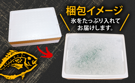 真鯛 4尾 宇和海産 神経締め こもこもShop お刺し身 お刺し身 D046-186006