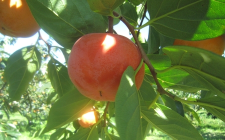 令和7年産 [定期便] 2種食べ比べ 約3kg 太秋柿 陽豊柿 富有柿 2L ～ 3Lサイズ 各5-6個 入り《11月上旬より収穫でき次第発送 》かき お楽しみ フルーツ カキ 果物 くだもの 産地直